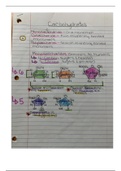 Anatomy & Physiology: Handwritten Notes on Carbohydrates