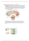 Examples of Sensory Maps in the Brain