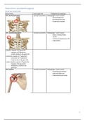Bundel Samenvattingen: BOKS Anatomie blok B/C/D (WSH en levensfasen), Hogeschool Utrecht Fysiotherapie jaar 1