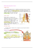 Nerves and vasculator of pelvis