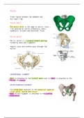 anatomy of pelvis
