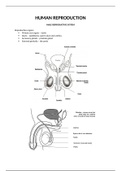 Human Reproduction Summary IEB Grade 12