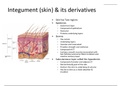 BIOL 1334 Unit 2 Integument (skin) & its derivatives (Latest-2020) Human anatomy and physiology University of Houston 100% Correct Answers, Download to Score A