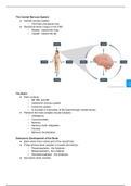 Chapter 13 - Central Nervous System Lecture Notes
