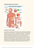 Unit 12 - Assignment 4 - Hormones/Endocrine System - Distinction