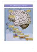 Summary Neurobiology Pre-Master
