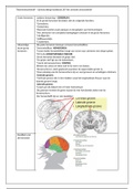 Samenvatting anatomie hoofdstuk 29 - Het centrale zenuwstelsel