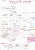AQA GCSE Biology - digestive system summary diagram