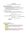 Optometrie Anatomie & Fysiologie Jaar 1 Blok C - Grote en kleine hersenen, hersenstam en ruggenmerg