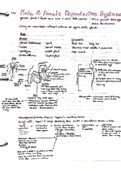 Biology 30 Notes- Male and Female Reproductive Systems
