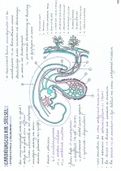 Embryologie: Deel 14 Cardiovasculair Stelsel. Zeer uitgebreide en handgetekende samenvatting Embryologie