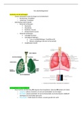 Samenvatting Anatomie en fysiologie voor het MBO, ISBN: 9789043037303  anatomie (het ademhalingsstelsel)