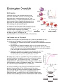 BB (Bloed en Bloedvormende Organen) Overzicht Erytrocyten/Rode Bloedcellen