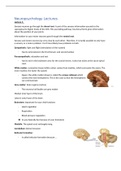 Complete summary Neuropsychology (VU Psychology)