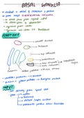 Physiology and anatomy of basal ganglia