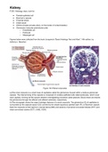 Class notes Course 6 - Histology 
