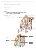 anatomie ribben en borstbeen