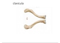Anatomie: Duidelijke visualisatie osteologie Clavicula