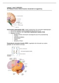 Optometrie Leerjaar 1, Blok C - HC1 Medisch Grote en kleine hersenen, hersenstam en ruggenmerg