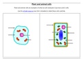 Animal and Plant Cells (GCSE AQA Biology 9-1)