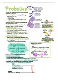 nutrition notes - chapter 6 (amino acids/proteins)