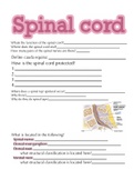 A&P 1 review sheet - spinal cord 