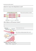 A&P 1 review sheet - muscle contraction 