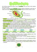 Bacteriología - Microbiología