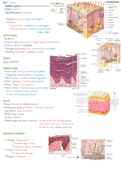 Derma jaar 1 (anatomie en fysiologie)