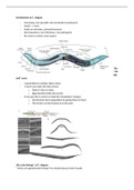 Theory of the practical - BM10 - C.elegans