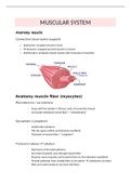 summary muscular system (basics)