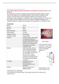 Samenvatting Gebitsontwikkeling en Orthodontie 