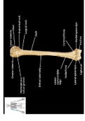 Anterior Humerus Bone