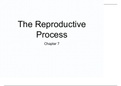 BIOD 152: Essential Human Anatomy & Physiology II The Reproductive Process.