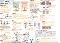 Exam 4 review - the adaptive immune system 
