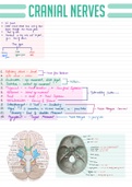 Cranial nerves anatomy notes