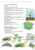 Samenvatting - Groeifactoren en ontwikkeling van planten (PDOP02)