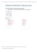 BSC1050 1085 Module 10 Lab Worksheet:Endocrine System
