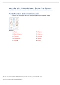  BSC1050 1085 Module 10 Lab Worksheet: Endocrine System Part 01 Procedure: Endocrine Gland Location