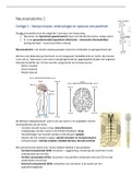 Neuroanatomie 1 - Samenvatting (Bewegingswetenschappen)