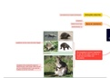 Dierkunde : Zoogdieren / Mammalia (mindmap)